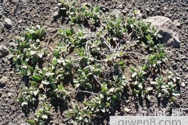 世界上最矮的树 身高仅3厘米~5厘米