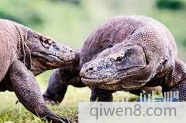 世界最长寿的10大生物 其中一种更是长生不老!