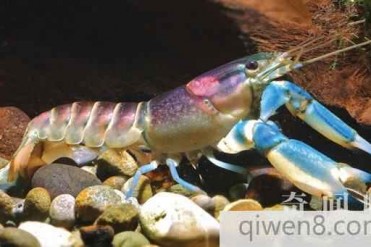 世界上最美的小龙虾 银河系小龙虾