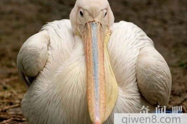 世界上最胖最丑的十大动物:胖成这样,你麻麻知道吗