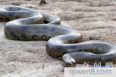 世界最大的蛇什么品种?世界上最大的蛇有没有天敌?