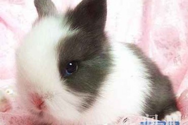 世上最小的兔子荷兰侏儒兔 价格是多少?