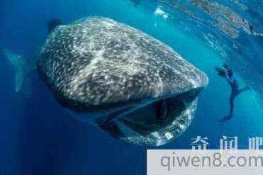 世界上最大的鱼居然不是鲸鱼,而且从来不吃人