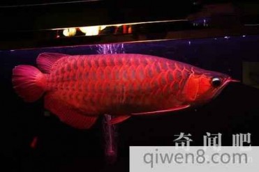 世界上最贵的观赏鱼:价值60万美元