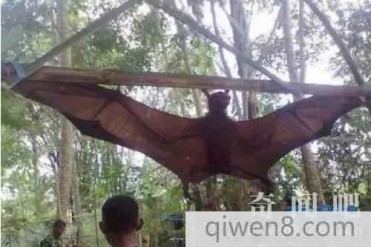 世界上最大蝙蝠马来大狐蝠 不吸血反倒是吃水果