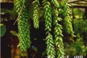 世界上最为精美的植物之一:翡翠景天