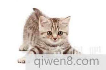 世界上身长最长的猫:身长可达48英寸