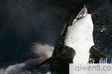 世界上咬合力最大的动物 咬力高达18216牛顿