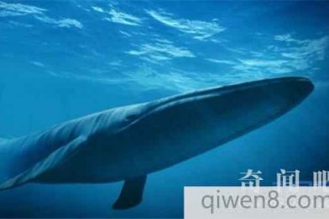 世界上最大的动物盘点 世界上最大的动物是什么?