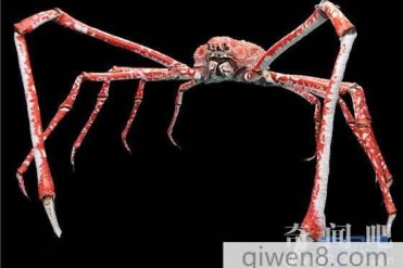 世界上最大的螃蟹是什么品种?巨型螃蟹图片观看