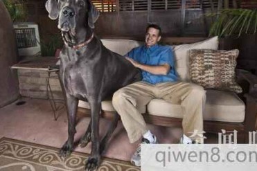 世界上十种大型的犬类排行榜