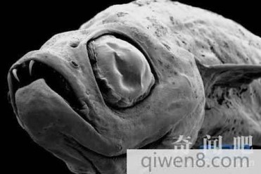 世界上最恐怖的动物都有哪些?看完千万不要尿裤子