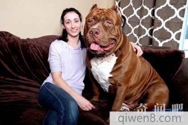 世界上最大的斗牛犬浩克 156斤每天工作就是看孩子