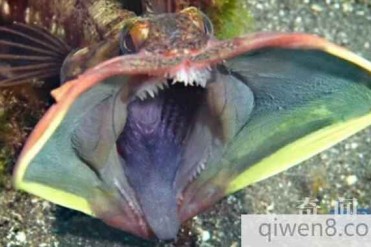 地球上最可怕10种深海生物