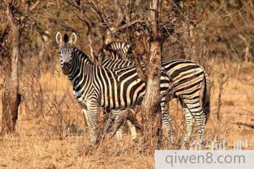 世界上最大的斑马:细斑马 最大最美