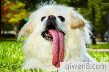 世界上舌头最长的狗:美利坚的帕吉 舌头长11cm