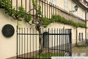 世界最古老葡萄藤