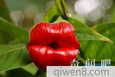 世界上最性感的花嘴唇花 犹如女人的烈焰红唇