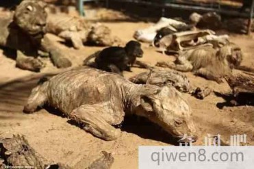 世界上最糟的动物园:并没有生命 都是动物的尸体