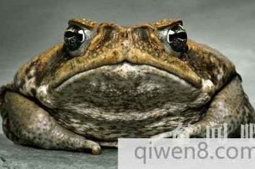 世界上最大的蟾蜍:海蟾蜍 长达40厘米重达6斤