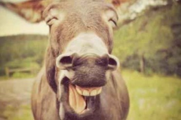 世界上最高的驴:身高达到了172.72厘米