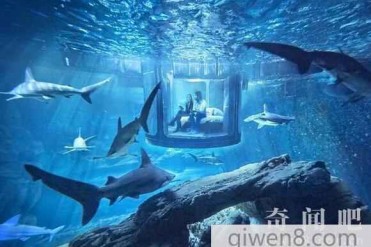 世界上最刺激的水族馆:与鲨鱼同眠你敢来吗?