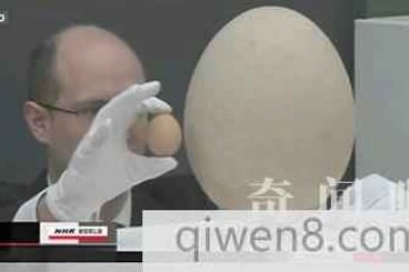世界最大蛋化石将拍4.5万美元 近年化石蛋成交价格