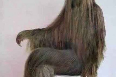 世上体毛最长的人艾米丽·苏珊 脱毛后成美女