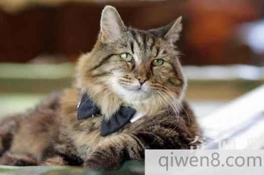 世界上最长寿的猫咪:26岁 相当于人类121岁