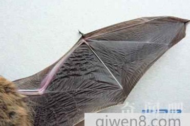 世界上平飞最快的动物 时速超过160公里