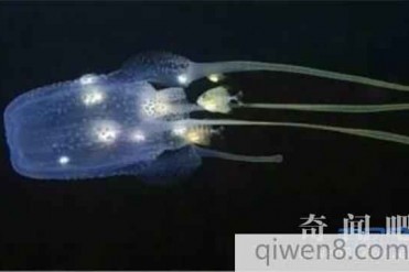 世界十大毒王-澳洲方水母