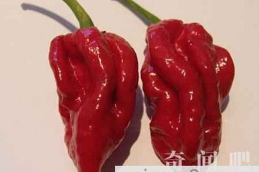 世界上最辣的辣椒你敢吃吗?