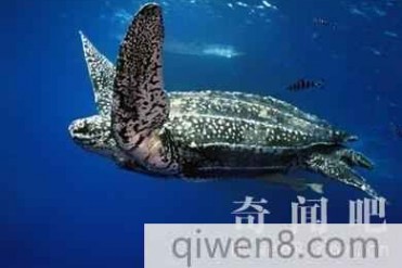 世界上最大的龟:棱皮龟 重达1吨