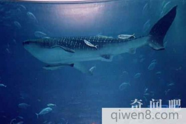 世界上最大的动物排名 第一名个头大到惊人将近两...