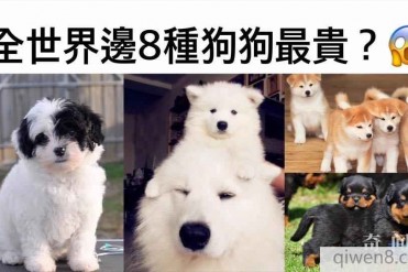 世界上最贵的狗排行榜 红色藏獒有钱也买不到