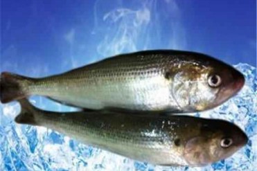 最贵的鱼是什么鱼?"红龙鱼"价格高达500万元