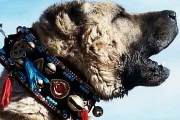 世界战斗力最强的猛犬,个个战斗力爆炸,你见过...