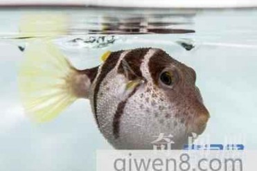 世界上最贵的毒药河豚毒素 最高达一克两百万