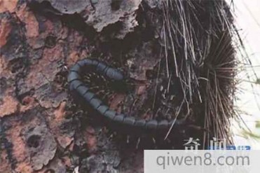 盘点世界上最大的蜈蚣 世界上最长的蜈蚣