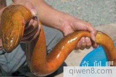 世界上最大的黄鳝:36斤 是一般黄鳝的三十多倍