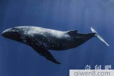 世界上最孤独的鲸鱼 有着其独有的故事