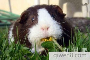 世界上跳得最远的天竺鼠:跳跃的距离达到 30 公分