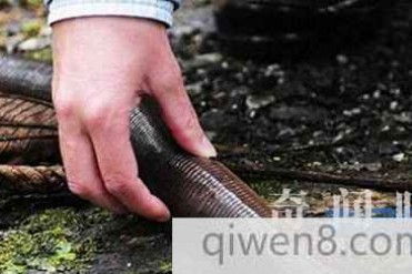世界上最长最大且寿命最久的蚯蚓 长2米20年寿命