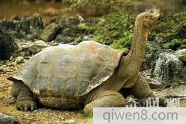 世界上最大的乌龟:象龟 龟壳长达1.5米