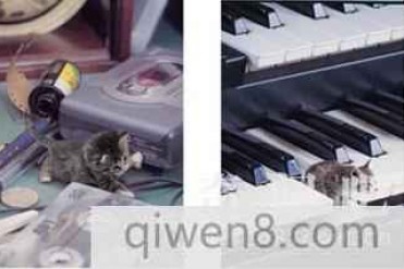 世界上最小的猫咪-皮堡斯,体重只有3磅