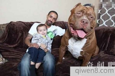 世界上最大的斗牛犬:17个月大体重达79.3公斤