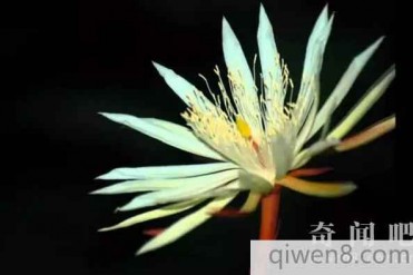 世界上最贵的花:斯里兰卡仙人掌花无价