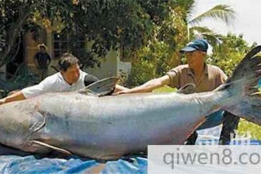 世界上最大的淡水鱼:巨型鲶鱼 最大的十大淡水鱼...