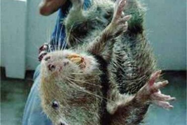 世界上最大的老鼠是什么品种?最大的老鼠吃人吗?