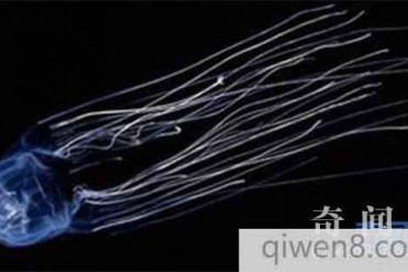 世界上最致命的动物 5种杀人于无形的致命动物